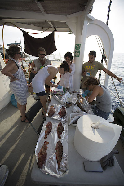Microplastica anche in pesci ed invertebrati, lo conferma una ricerca Greenpeace/UNIVPM/ISMAR-CNR  