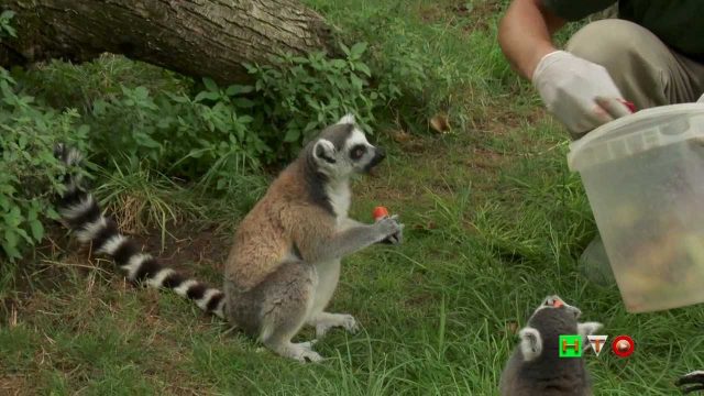 Bioparco di Roma –  Dieta Animali Canicola –  www HTO tv