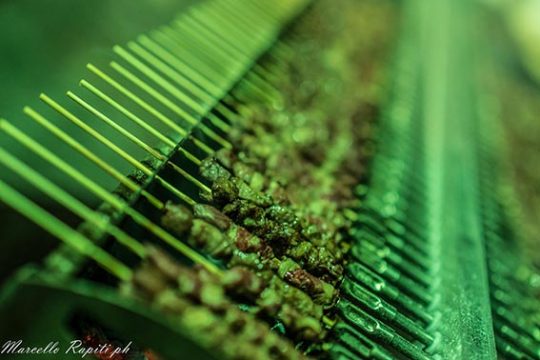 Sagra della pecora: anche menu senza glutine nel doppio week-end dedicato ai sapori di Fabrica di Roma