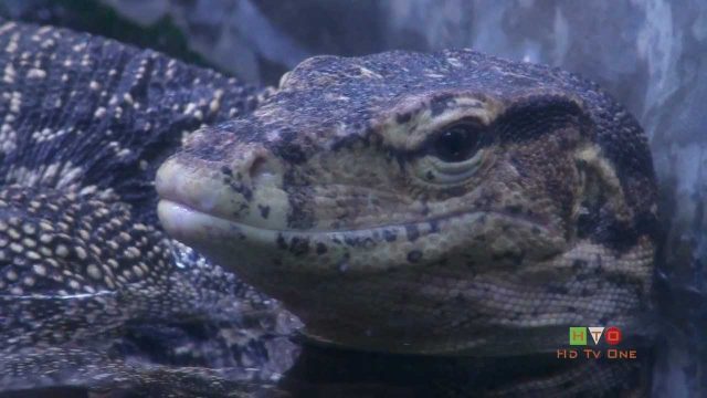 Il Bioparco di Roma – Estate 2011 al Bioparco – PART 1 of 2  – www.HTO.tv