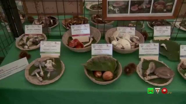 Gruppo Ecologico Micologico Alto Lazio – GEMAL – Bracciano XV “Mostra del Fungo”  – www.HTO.tv