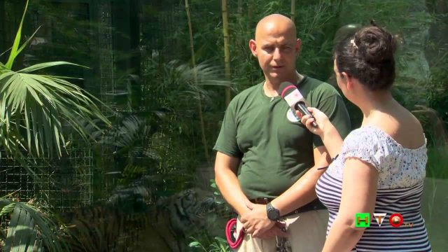 Inaugurazione area tigri di Sumatra al Bioparco di Roma – www.HTO.tv