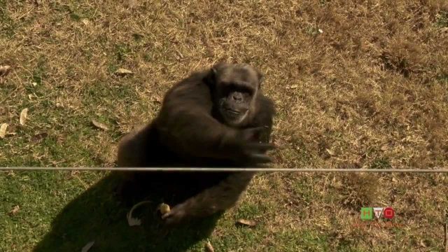 Bioparco Roma – Pippo 30 anni – Il pasto degli Scimpanze – www.HTO.tv