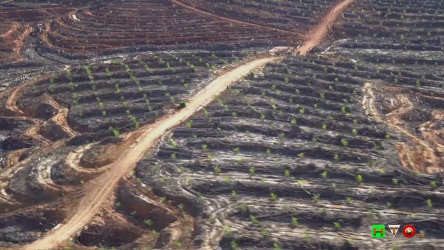 GREENPEACE: Indonesia massiccia deforestazione a favore dell’olio di palma – www.HTO.tv