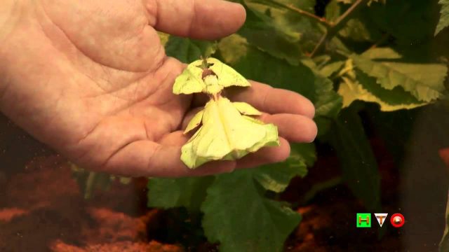 Insetti – www.HTO.tv