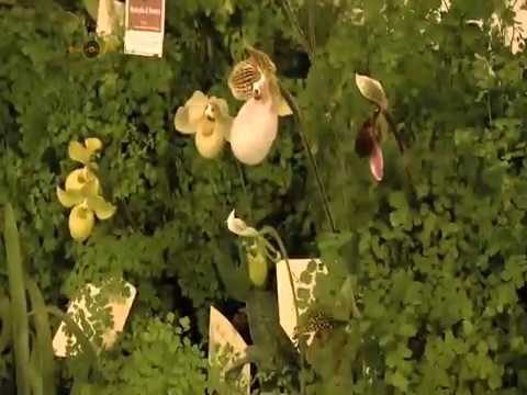 Orchidee – www.HTO.tv