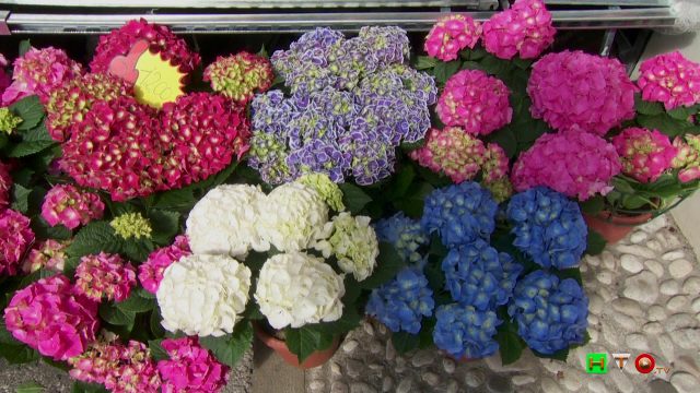 Noale (VE) – 39° Edizione di Noale in Fiore – www.HTO.tv