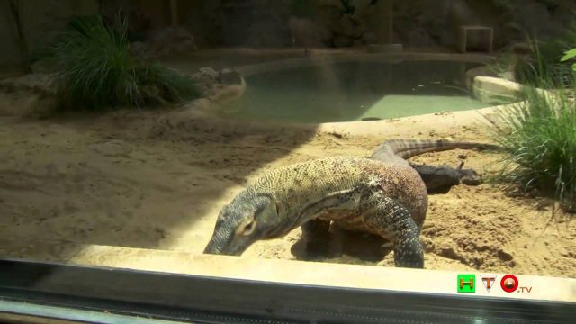 Draghi di Komodo – Bioparco di Roma – www.HTO.tv